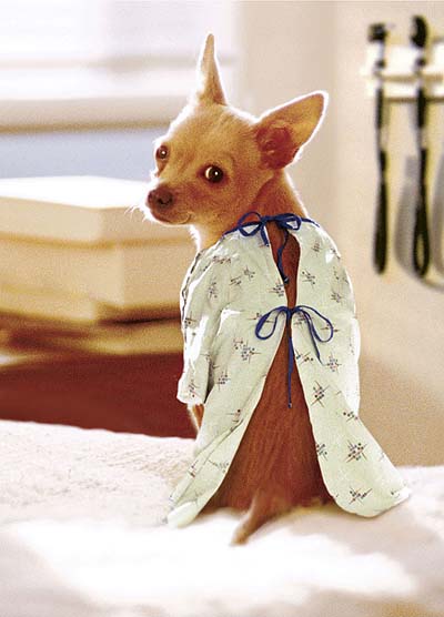 dog-gown