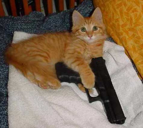 cat-gun